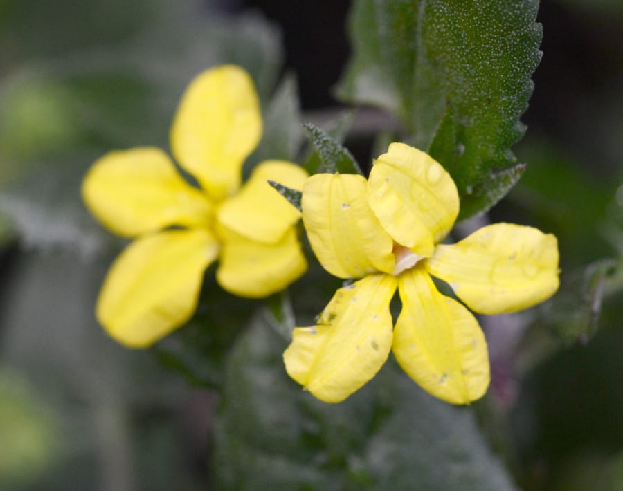 Goodenia ovata900