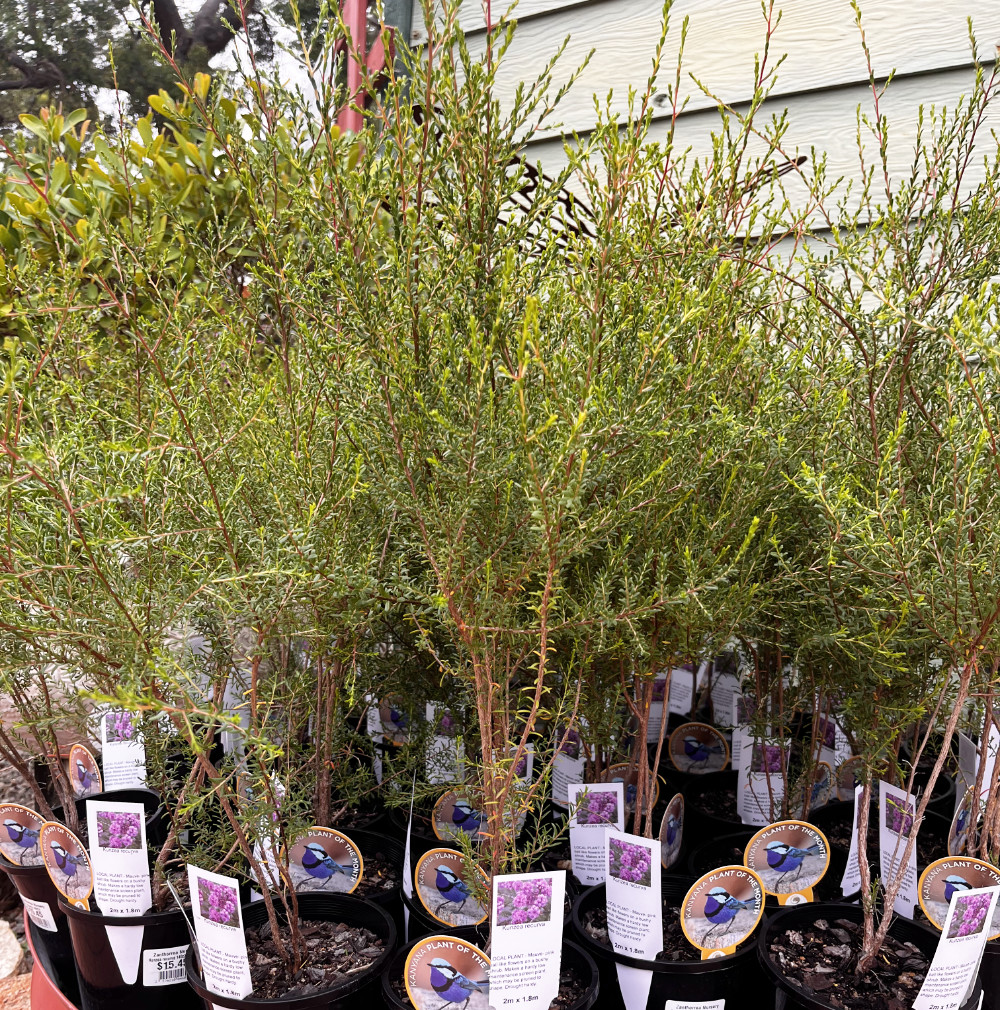 Kunzea recurva plants