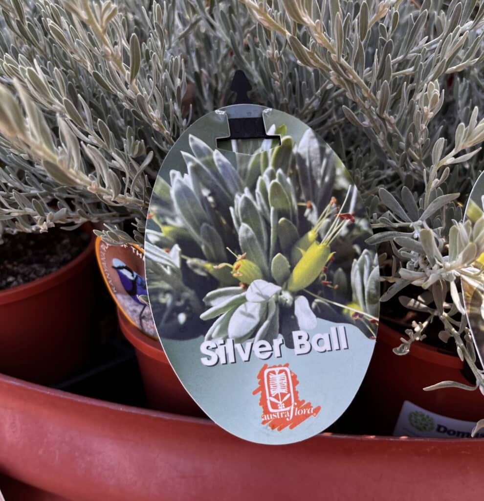 Eremophila Silver Ball