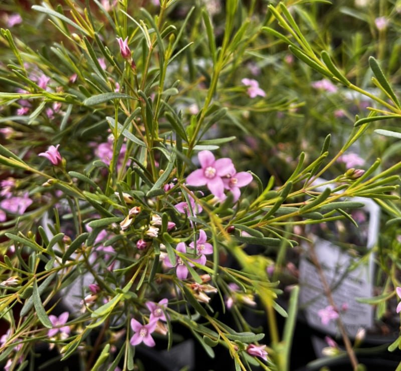 Boronia filifolia